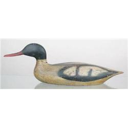 Wonderful early painted eye redbreasted merganser