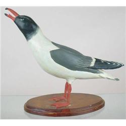 Life size open bill laughing gull mounted on an o