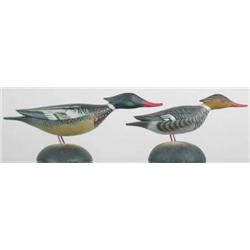 Pair of miniature running red breasted mergansers