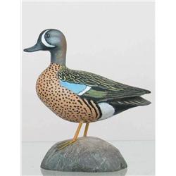 Miniature Blue Wing Teal Drake with turned head a