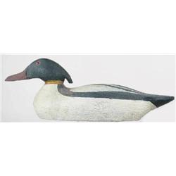 Common merganser drake in cedar attributed to the