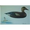 Image 1 : Mass duck stamp color print of a Joseph Lincoln w