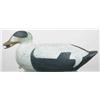 Image 1 : Hollow eider drake from Maine in good old working