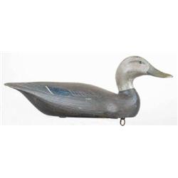 Classy solid body black duck with a turned head, 