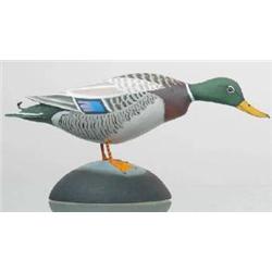 Larger miniature mallard drake runner with a tail