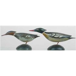 Pair of miniature running red breasted mergansers