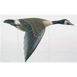 Outstanding drop-wing large flying Canada goose h