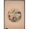 Image 2 : SET OF 13 CELESTIAL ATLAS HAND COLORED PLATES