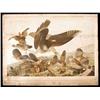 Image 1 : after JOHN J. AUDUBON