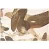 Image 3 : after JOHN J. AUDUBON