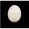 Image 1 : Jurassic World Ostrich Egg