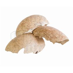 After Earth Broken Egg Shells