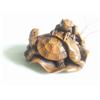 Image 1 : Un netsuke en bois sculpté d'une grenouille sur u