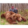 Brown Bear on the Alaska Peninsula