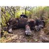 Image 2 : Brown Bear on the Alaska Peninsula
