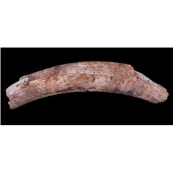 Petrified Ancient Wooly Mammoth Ivory Tusk RARE