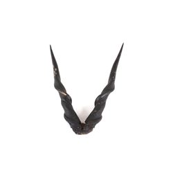 Taxidermy South African Eland Horns