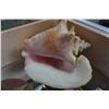 Image 4 : 2 SEA SHELLS AND DOLPHIN SOAP STONE CANDLE HOLDER
