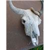 Image 2 : BULL HEAD