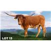 Image 1 : CASANOVA LUCY CDC