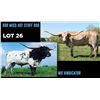 Image 1 : RRR HOT STUFF 868 & WS VINDICATOR EMBRYO