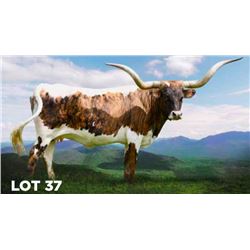 BCR BUENA TARI 352