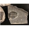 Image 2 : 6 PIECE FOSSIL LOT