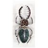 Image 1 : Large Bling Bling Stag Beetle Pin