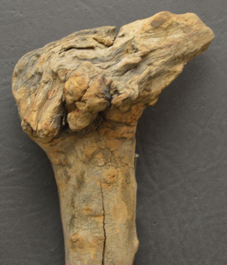 PUEBLO INDIAN RABBIT STICK