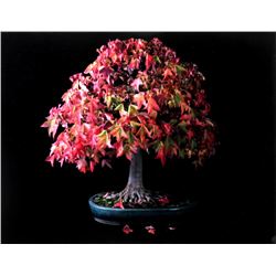 Jonathan Singer, Trident Maple, Metallic Chromogenic Print
