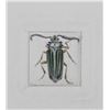 Image 1 : Rimer Cardillo, Escarabajo de Southern Hills, Aquatint Etching