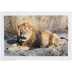 Carl Brenders' "Kalahari" Limited Edition Print