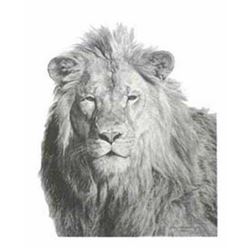 Carl Brenders' "Lion Study" Limited Edition Print
