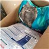 Image 2 : BOX OF MISC DOG SUPPLIES, CAT AND DOG TREATS, AND CAT FOOD