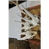 Image 2 : BOX OF ANIMAL SKULLS AND HORNS