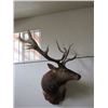 Image 2 : Shoulder Mount Bull Elk- 12 X 4- Good Mounting Job- 50"W