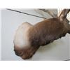 Image 8 : Shoulder Mount Bull Elk- 12 X 4- Good Mounting Job- 50"W