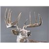 Image 2 : Signed Mark Pearce Resin Whitetail Mount- "Steadfast"- Ducks Unlimited 808/3500- 14"L X 8"W X 21"H