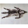 Image 2 : Tanned Wolf Hide- Claws- Nose To Tail 81"L