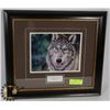 Image 1 : PROFESSIONAL FRAMED WOLF PICTURE-VIGILANT