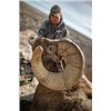 Image 10 : 2020 South Dakota Bighorn Sheep Auction License