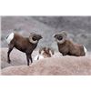 Image 12 : 2020 South Dakota Bighorn Sheep Auction License