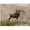 Image 2 : 2020 South Dakota Bighorn Sheep Auction License
