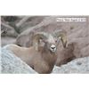 Image 3 : 2020 South Dakota Bighorn Sheep Auction License
