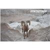 Image 4 : 2020 South Dakota Bighorn Sheep Auction License