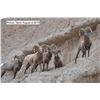 Image 5 : 2020 South Dakota Bighorn Sheep Auction License