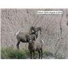 Image 6 : 2020 South Dakota Bighorn Sheep Auction License