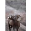 Image 7 : 2020 South Dakota Bighorn Sheep Auction License