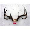 Image 1 : Pair of 20 Inch Wide Deer Antlers