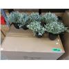 Image 1 : Case of 48 New 8" Tall Artificial Plants